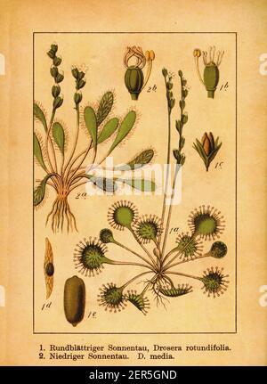 19th-Jahrhundert-Illustration von Rundblättrigen Sonnentau und Drosera Medien. Stich von Jacob Sturm (1771-1848) aus dem Buch Deutschlands Flora in Abbildung Stockfoto