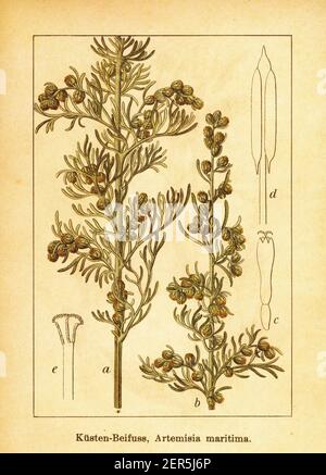 Antike Gravur aus Wermut aus dem 19th. Jahrhundert. Illustration von Jacob Sturm (1771-1848) aus dem Buch Deutschlands Flora in Abbildungen nach der Natur Stockfoto