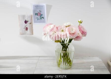 Das Bouquet von blassrosa und gelben persischen Butterblumen in der Glasvase auf dem Tisch auf blassgrau. Speicherplatz kopieren Stockfoto