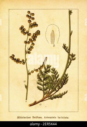 Antike Illustration von sibirischem Wermut. Stich von Jacob Sturm (1771-1848) aus dem Buch Deutschlands Flora in Abbildungen nach der Natur mit Bes Stockfoto
