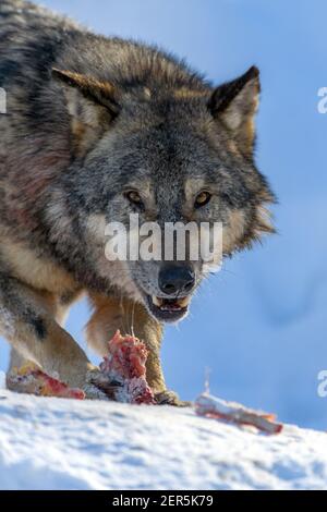 Grauwolf, Canis lupus, essen Fleisch im Winterwald. Wolf in der Natur Lebensraum Stockfoto