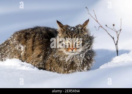 Bedeckt mit Schneekatze. Katze Wandern im Schnee im Winter Stockfoto