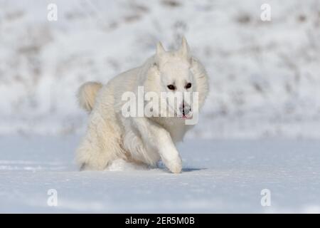 White Swiss Shepherd Hund läuft auf Schnee im Winter Stockfoto