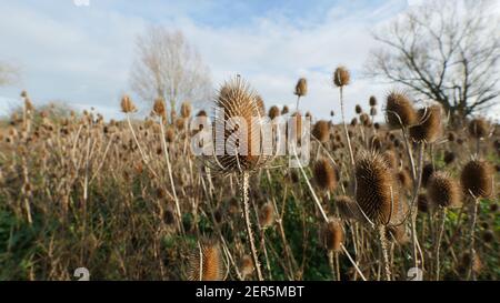 Gewöhnlicher Teasel-Seed-Kopf in einer Wildflower-Wiese im Vereinigten Königreich. Schöne Spiky Unkräuter wachsen in der Wildnis, natürliches Habitat für die Tierwelt Stockfoto