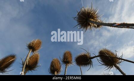 Teasel Seed Heads Against a Beautiful Blue Sky Background, Artistic Creative POV, Art Shot of Common Teasels in Großbritannien Stockfoto