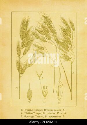 19th-Jahrhundert-Illustration von weichem Brom, japanischem Brom und Maisbrom. Stich von Jacob Sturm (1771-1848) aus dem Buch Deutschlands Flora in Abbil Stockfoto