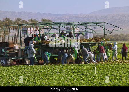 Hispanische Feldarbeiter ernten und verpacken die Bio-Rotblatt-Salatfrucht „Lactuca sativa“ mit Covid-19-Maske. Stockfoto