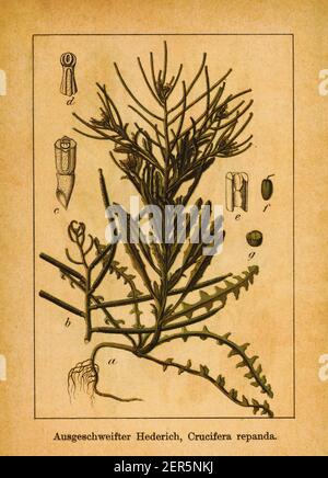 19th-Jahrhundert-Illustration der Verbreitung Wallflower. Stich von Jacob Sturm (1771-1848) aus dem Buch Deutschlands Flora in Abbildungen nach der Natur Stockfoto