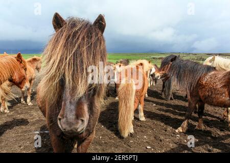 Porträt eines braunen isländischen Ponys mit langer Mähne, Nordisland Stockfoto