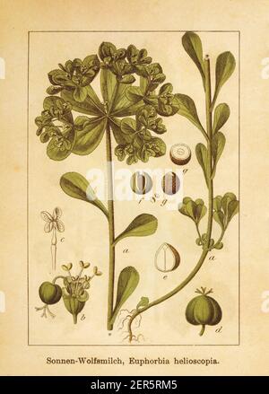 Antike Illustration einer Euphorbia helioscopia, auch bekannt als Sonnenspurge. Gestochen von Jacob Sturm (1771-1848) und veröffentlicht im Buch Deutschlands Stockfoto