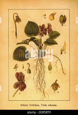 Antike 19th-Jahrhundert-Illustration von süßem Violett. Stich von Jacob Sturm (1771-1848) aus dem Buch Deutschlands Flora in Abbildungen nach der Natur Stockfoto