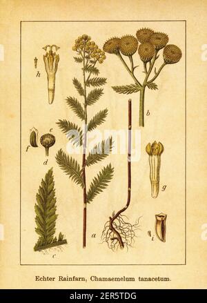 Antike 19th-Jahrhundert-Illustration von Tansy. Stich von Jacob Sturm (1771-1848) aus dem Buch Deutschlands Flora in Abbildungen nach der Natur mit Be Stockfoto