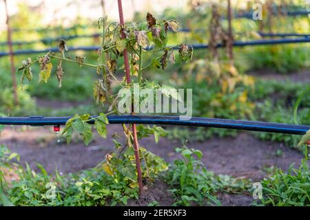 Ausgetrocknete Tomaten, schlechte Tomaten. Im Gewächshaus angebaute Tomaten werden wegen Krankheit oder Störung getrocknet. Agrarkonzept Stockfoto