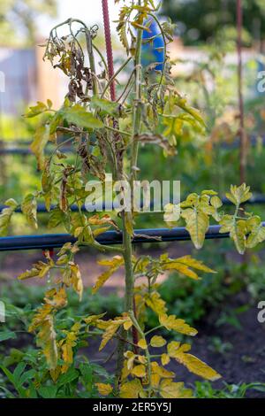 Ausgetrocknete Tomaten, schlechte Tomaten. Im Gewächshaus angebaute Tomaten werden wegen Krankheit oder Störung getrocknet. Agrarkonzept. Getönte Stockfoto