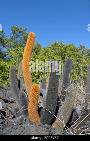 Lavakaktus (Brachycereus nesioticus), Punta Moreno, Isabela Island, Galapagos Islands, Ecuador Stockfoto