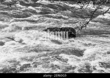 Mitten in Stromschnellen am Snoqualmie River ragt ein Felsen hoch. Stockfoto