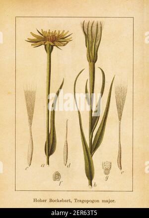 Antike Illustration eines Tragopogon dubius, auch bekannt als Tragopogon major, gelbe Salsify, westliche Salsify, Westlichen Ziegenbart, wilde Austernpflanze, Stockfoto