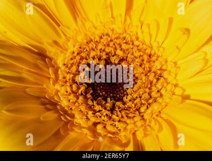 Nahaufnahmen des Herzens einer gelben Gerber Daisy Im Sonnenlicht Stockfoto