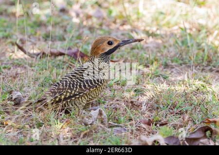 Fernandinas Flicker, Colaptes fernandinae, Fütterung von Erwachsenen auf kurzer Vegetation, Zapata, Kuba Stockfoto