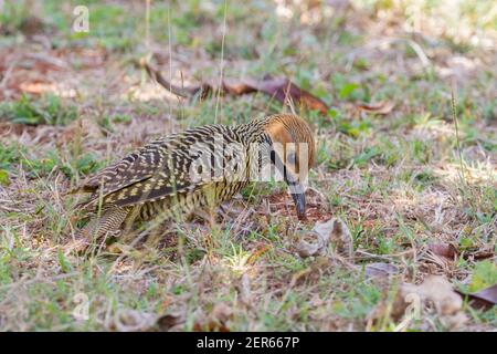 Fernandinas Flicker, Colaptes fernandinae, Fütterung von Erwachsenen auf kurzer Vegetation, Zapata, Kuba Stockfoto