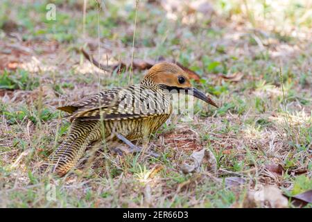 Fernandinas Flicker, Colaptes fernandinae, Fütterung von Erwachsenen auf kurzer Vegetation, Zapata, Kuba Stockfoto