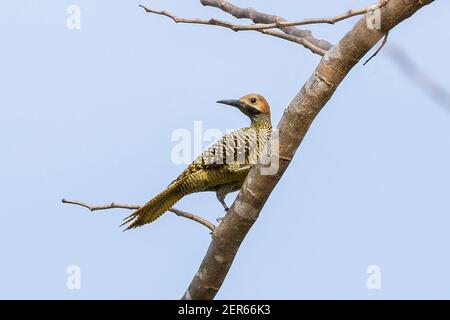 Fernandinas Flimmern, Colaptes fernandinae, Erwachsener, der im Baum thront, Zapata, Kuba Stockfoto