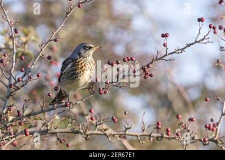 Feldfare, Turdus pilaris, Erwachsene Fütterung von Beeren im Busch, Norfolk, England Stockfoto