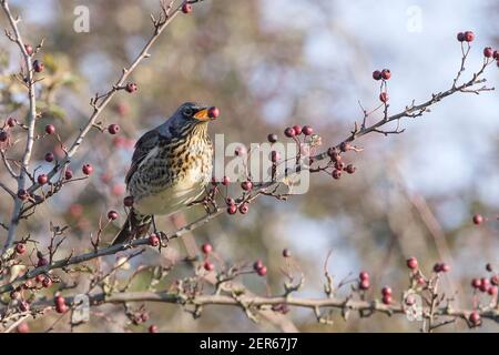 Feldfare, Turdus pilaris, Erwachsene Fütterung von Beeren im Busch, Norfolk, England Stockfoto