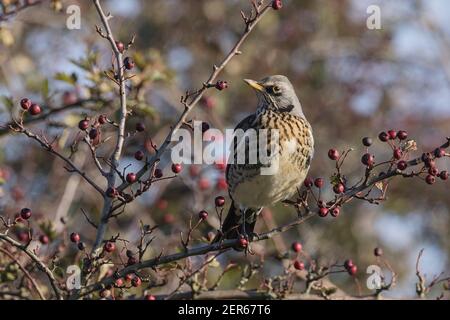 Feldfare, Turdus pilaris, Erwachsene Fütterung von Beeren im Busch, Norfolk, England Stockfoto