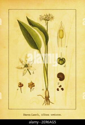 19th-Jahrhundert-Illustration von Bärlauch. Stich von Jacob Sturm (1771-1848) aus dem Buch Deutschlands Flora in Abbildungen nach der Natur mit BESC Stockfoto