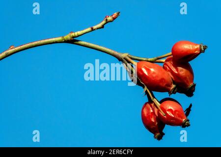 Hagebutten Hunde Rosenfrüchte Rote Beeren auf den Hagebutten des Zweiges Stockfoto