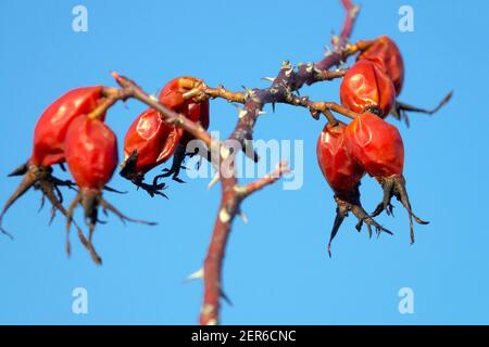 Rose Hagebutten Hund Rose Rote Beeren Rosa canina Hagebutten Stockfoto