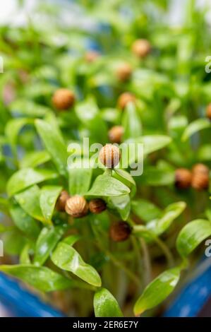 Gesunde Ernährung, junge Sprossen Pflanzen aus grünem Koriander Kraut bereit für den Verzehr Stockfoto