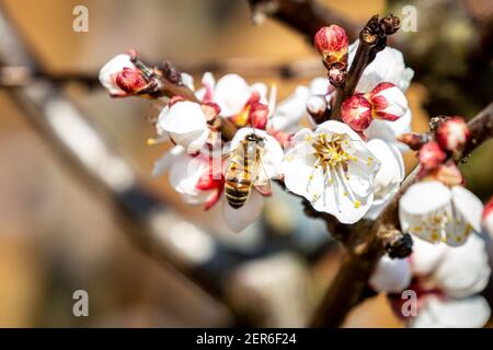 Eine Honigbiene auf der frühen Frühjahrsblüte, mit einer flachen Schärfentiefe Stockfoto