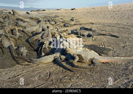 Gruppe von Marine Iguanas, Punta Espinosa, Fernandina Insel, Galapagos Inseln, Ecuador Stockfoto