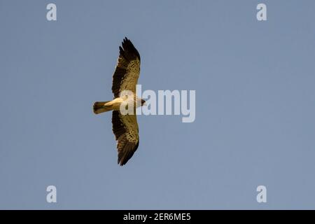 Zwergadler Hieraetus pennatus Costa Ballena Cadiz Spanien Stockfoto