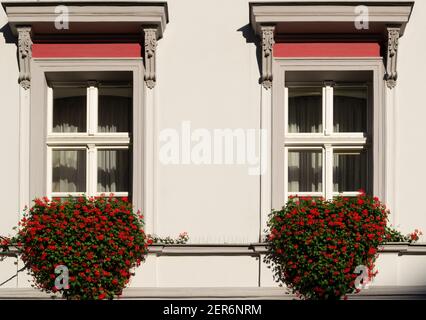 Boxen mit roten Blumen auf geformten Fenstern Stockfoto