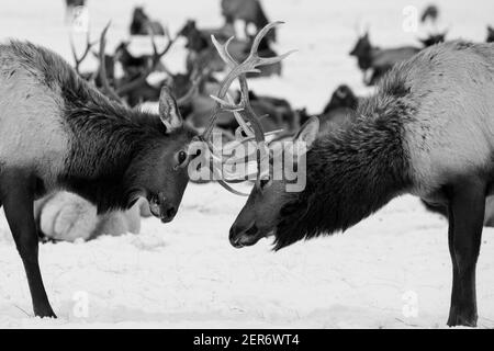 USA, Wyoming, Tetons National Park, National Elk Refuge. Jungbulle Elch Sparring im Winter mit großer Herde in der Ferne. S/W Stockfoto