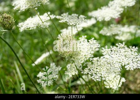 Weiße, wilde Daucus-Karota-Blüten wachsen über dem Wasser. Wilde Karottenzweige mit winzigen weißen Blüten im Sommer. Nahaufnahme, selektiver Fokus. Stockfoto