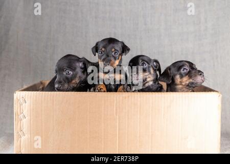 Liebenswert junge Jack russell Terrier Welpen. Die vier Hunde befinden sich in einem Karton Stockfoto