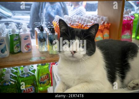 Bodega Katze Stockfotografie Alamy