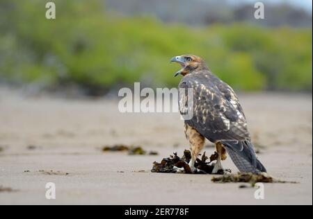 Galapagos Hawk (Buteo galapagoensis) auf dem Sand am Espumilla Strand, Santiago Island, Galapagos Inseln, Ecuador Stockfoto