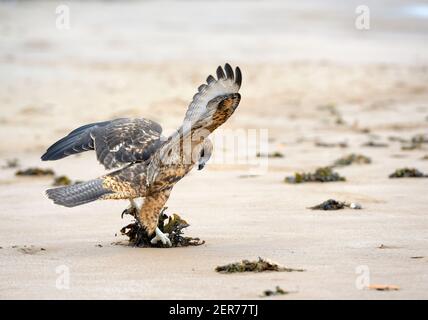 Galapagos Hawk (Buteo galapagoensis) landet auf Espumilla Beach, Santiago Island, Galapagos Islands, Ecuador Stockfoto