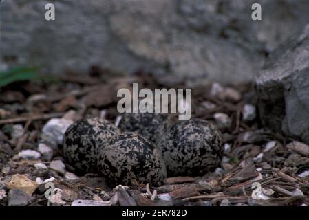 Ein Gelege aus Killdeer- oder möglicherweise Sandpiper-Eiern, die in einem Nest auf dem Boden neben einem Parkplatz im Südosten von Michigan sitzen. Stockfoto