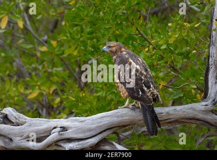 Galapagos Falken (Buteo galapagoensis), Espumilla Strand, Insel Santiago, Galapagos, Ecuador Stockfoto