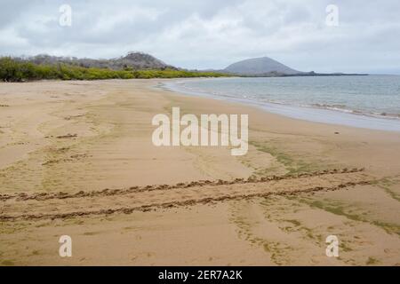 Galapagos grüne Schildkrötenpisten, die zum Meer führen, am Espumilla Beach, Santiago Island, Galapagos Islands, Ecuador Stockfoto