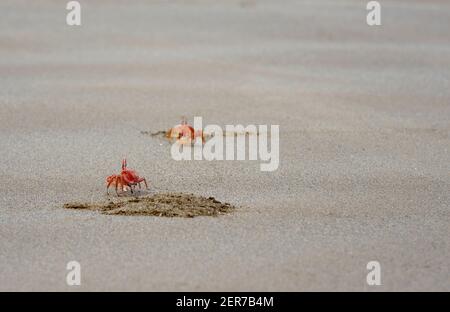 Geisterkrabben (Ocypode Gaudichaudii) und Höhlen auf Espumilla Beach, Santiago Island, Galapagos Islands, Ecuador Stockfoto