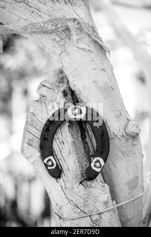 Hufeisen hing an einem weißen Baum Stockfoto