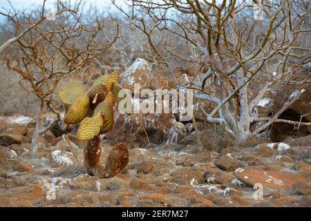 Galapagos-Kaktusbirne (Opuntia echios var. zacana) auf der Nordseymour-Insel, Galapagos-Inseln, Ecuador Stockfoto