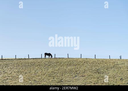 Silhouette von einzelnen isolierten Pferd grasen in einem Hügel Feld von frühmorgendlichen Frühlings Sonnenschein beleuchtet. Für Pferdesport Angelegenheiten, Pferdebesitz. Stockfoto